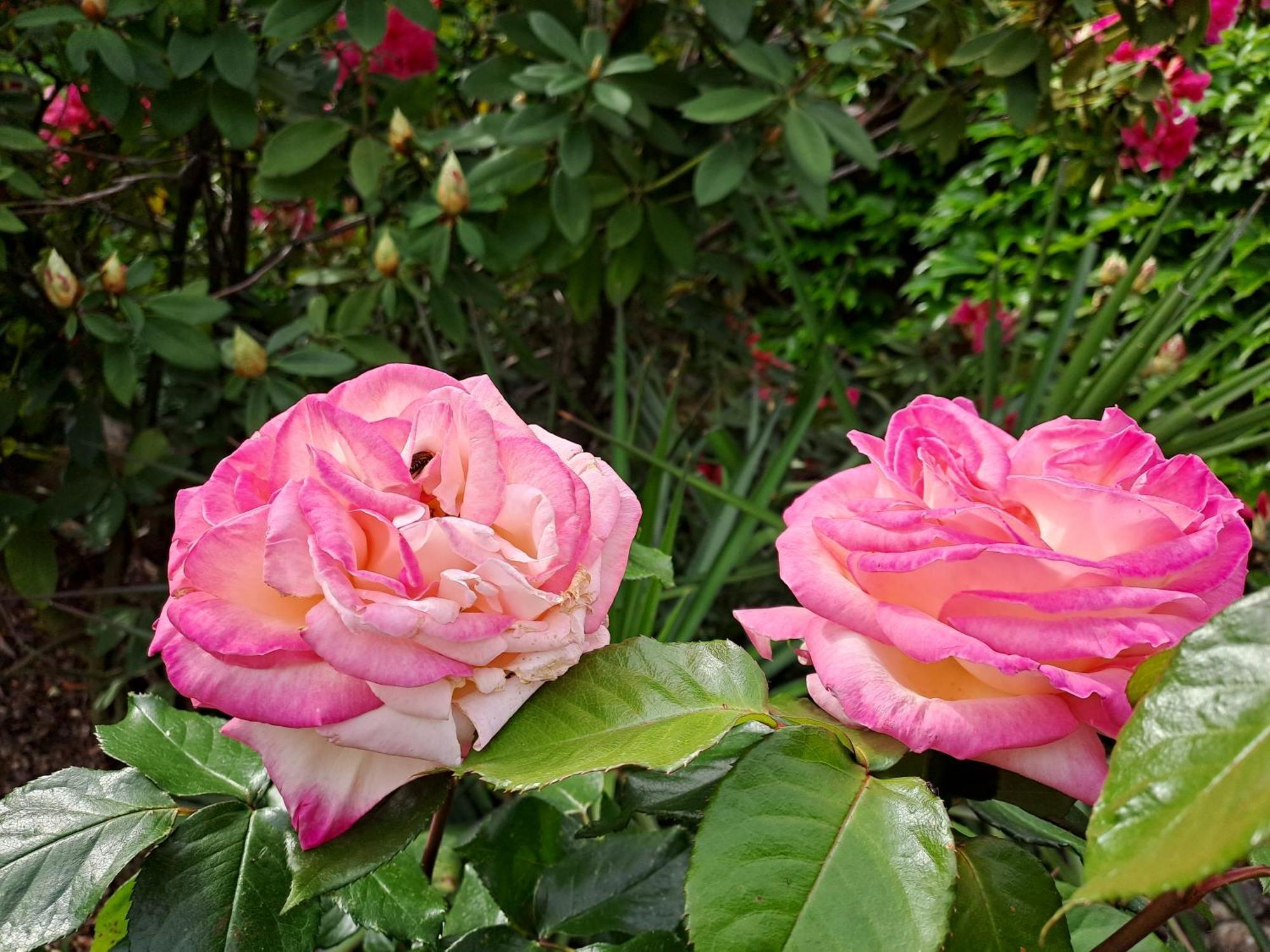 Gite 5 "Le Laurus" Aux Magnolias Aubenas Eksteriør billede