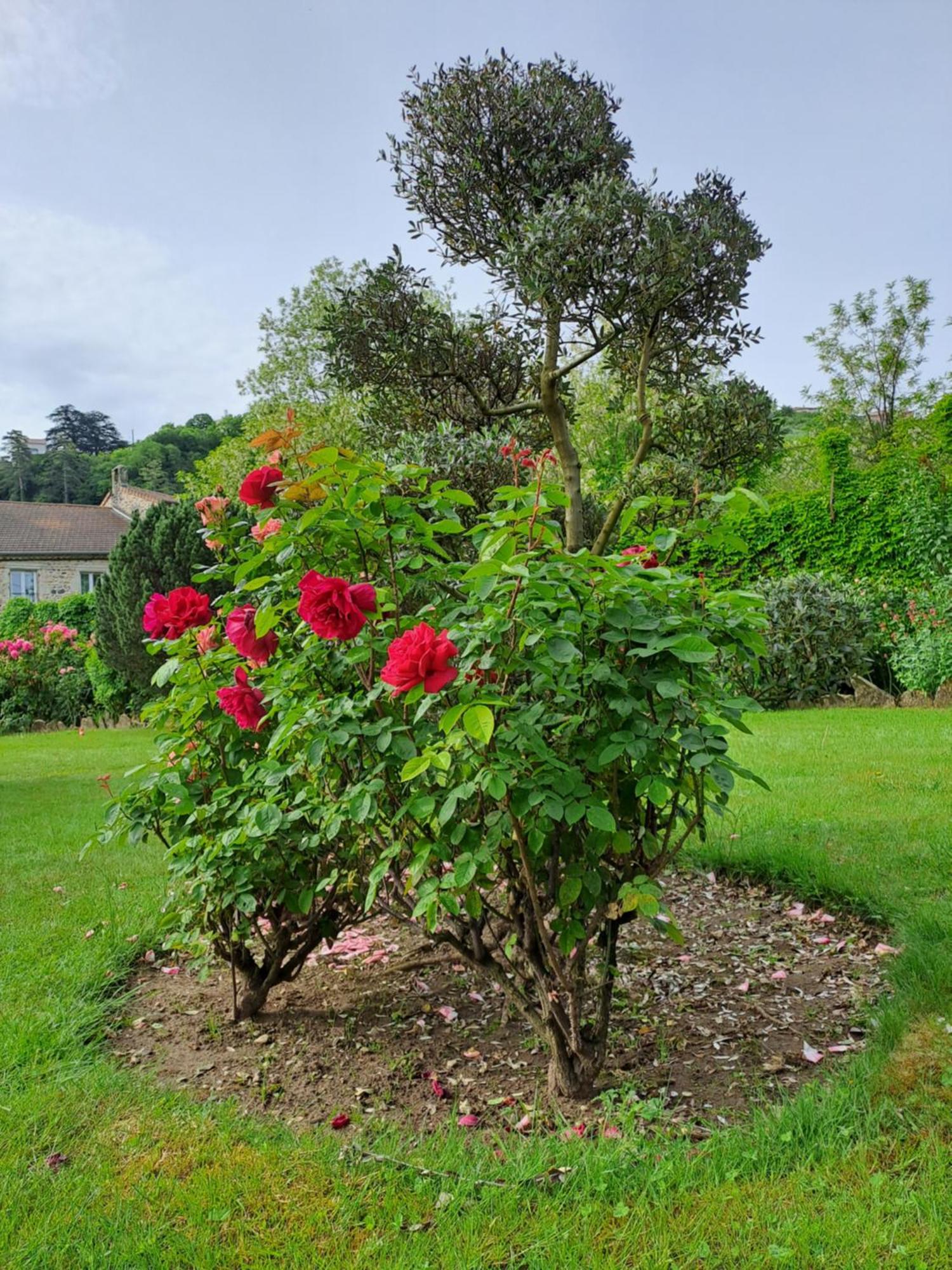 Gite 5 "Le Laurus" Aux Magnolias Aubenas Eksteriør billede