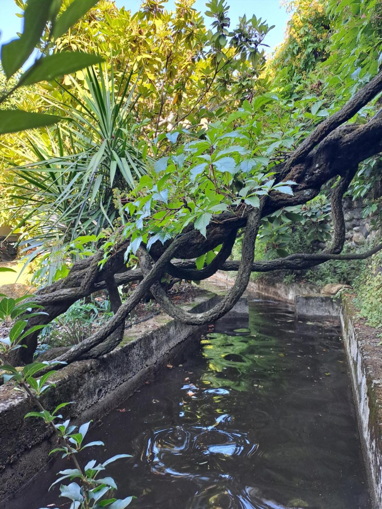 Gite 5 "Le Laurus" Aux Magnolias Aubenas Eksteriør billede