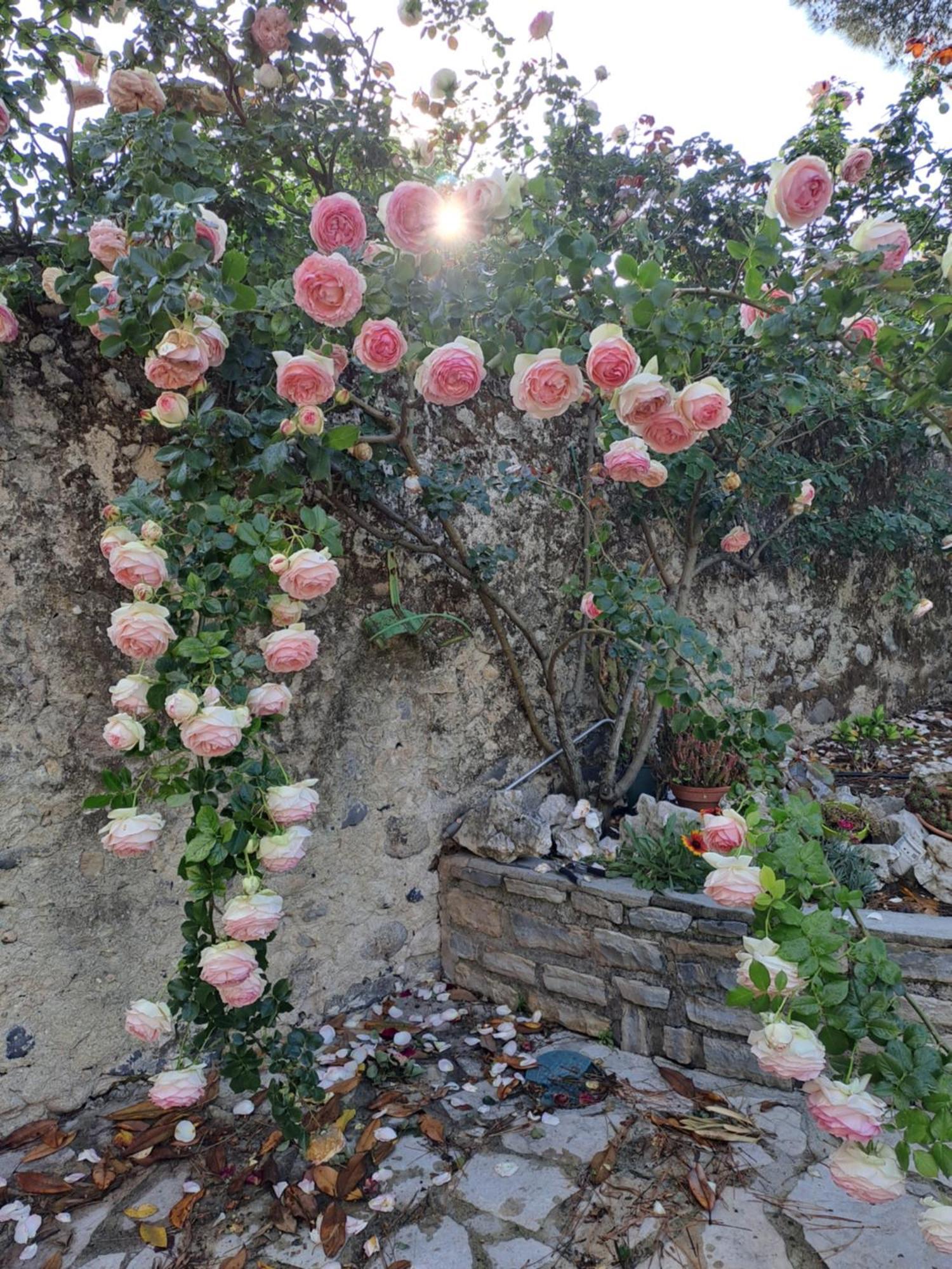 Gite 5 "Le Laurus" Aux Magnolias Aubenas Eksteriør billede